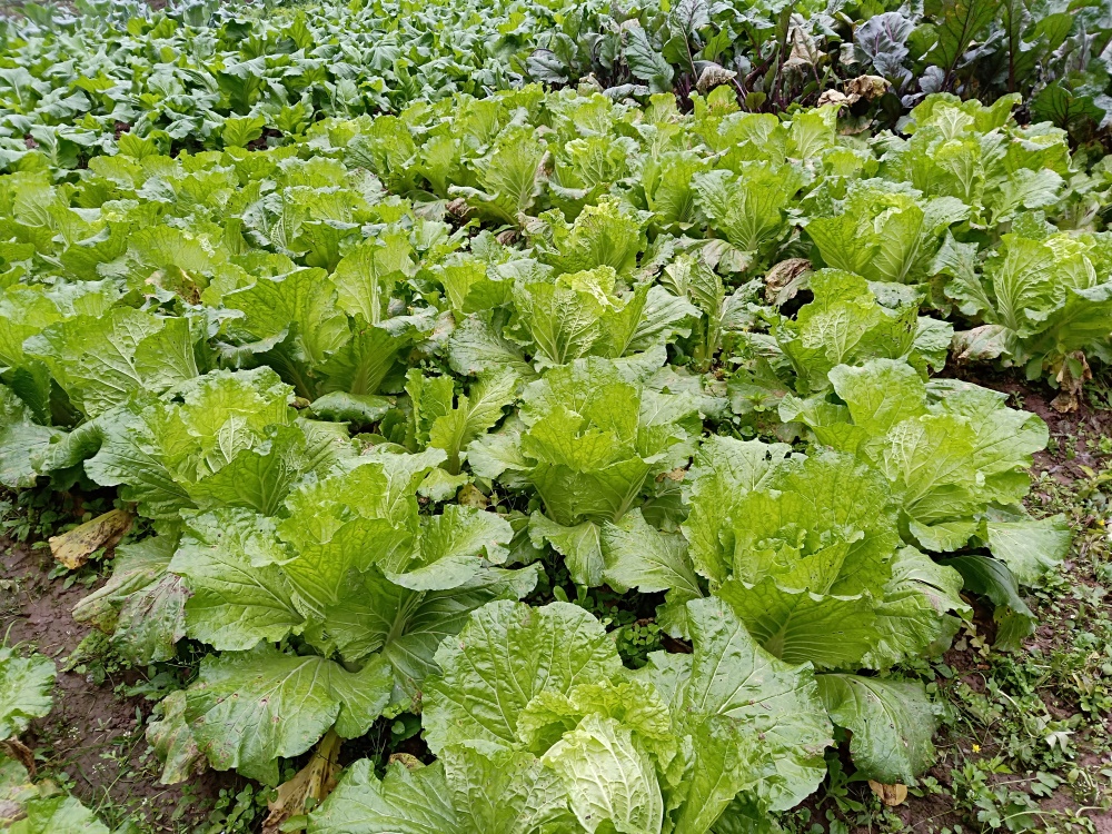 重慶葡萄基地 _菜園