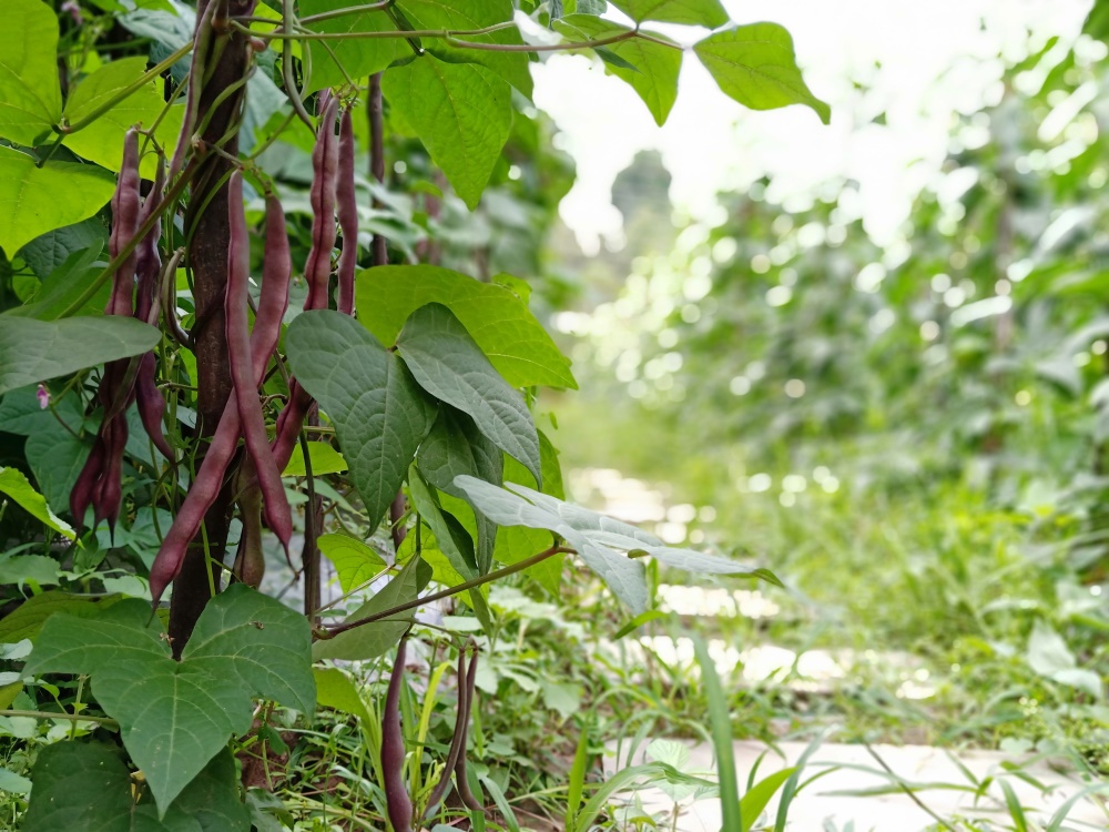 重慶葡萄基地 _菜園